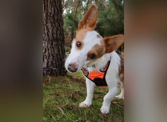 SHERLOCK sucht ein ruhiges Zuhause