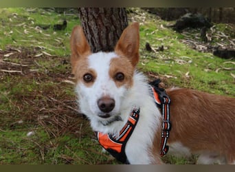 SHERLOCK sucht ein ruhiges Zuhause