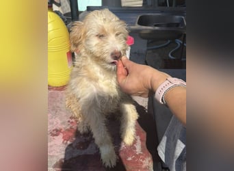 KALLE wünscht sich eine Familie