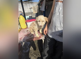 KALLE wünscht sich eine Familie