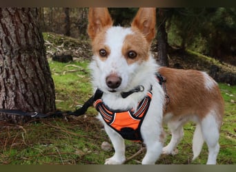 SHERLOCK sucht ein ruhiges Zuhause