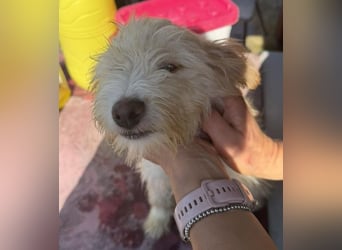 KALLE wünscht sich eine Familie