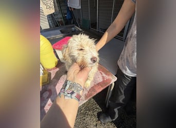 KALLE wünscht sich eine Familie