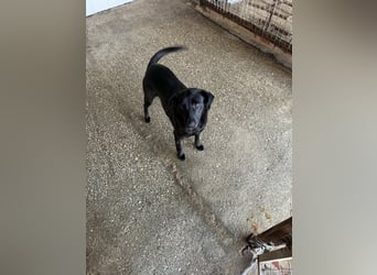 BONNIE sucht ihre Familie