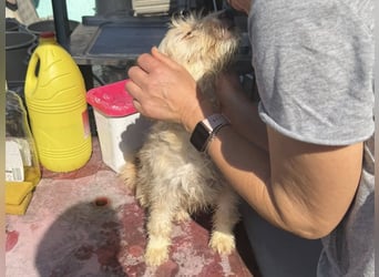 KALLE wünscht sich eine Familie