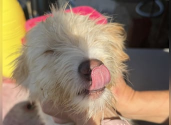 KALLE wünscht sich eine Familie