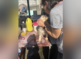 KALLE wünscht sich eine Familie