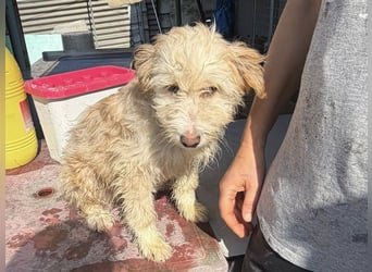 KALLE wünscht sich eine Familie