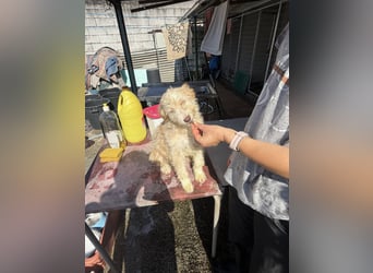 KALLE wünscht sich eine Familie