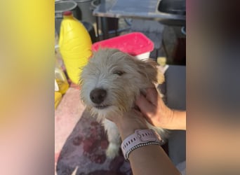 KALLE wünscht sich eine Familie