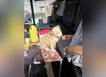 KALLE wünscht sich eine Familie