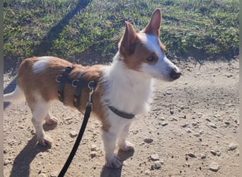 SHERLOCK sucht ein ruhiges Zuhause