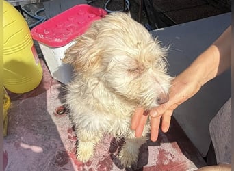 KALLE wünscht sich eine Familie