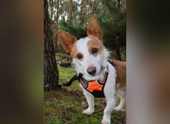 SHERLOCK sucht ein ruhiges Zuhause