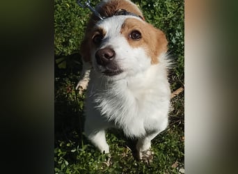 SHERLOCK sucht ein ruhiges Zuhause