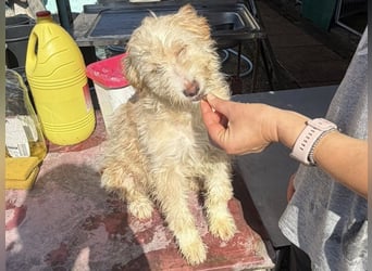 KALLE wünscht sich eine Familie