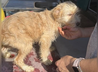 KALLE wünscht sich eine Familie