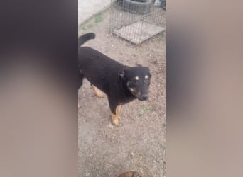 Kleine Maus wartet noch immer auf eine Chance