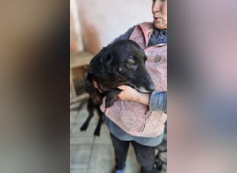 Nera sitzt noch in der Tötung