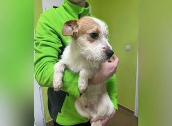 Bilbo sucht sein Glück