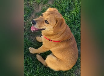 Balou freut sich auf Deinen Besuch