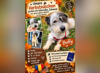 Süße Buffy wünscht sich ein Zuhause