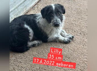 Lilly wünscht sich ein Zuhause ❤️