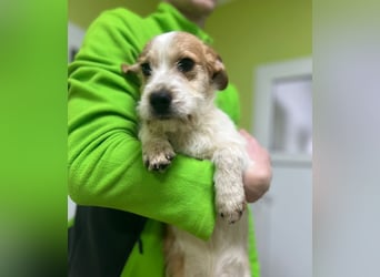 Bilbo sucht sein Glück