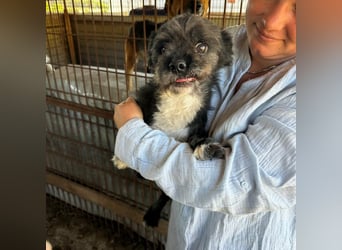 Dringend! MOMO sucht ein Zuhause