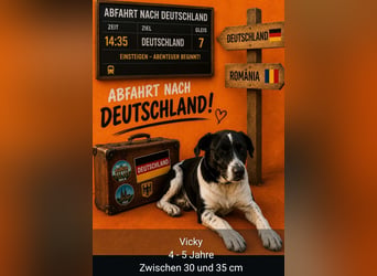 Vicky wünscht sich ein Zuhause ❤️