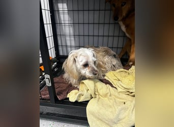 Kleine Maus sucht ihr Glück