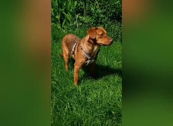 Rocco freut sich auf Deinen Besuch