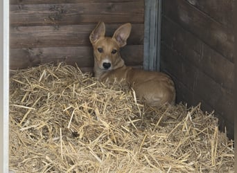 Süße Cleo freut sich auf Deinen Besuch
