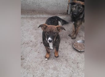 Kleine Mary sucht ihr Glück