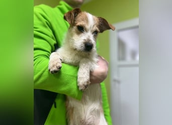 Bilbo sucht sein Glück