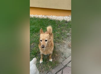 Omi Nanny hofft auf ein Zuhause