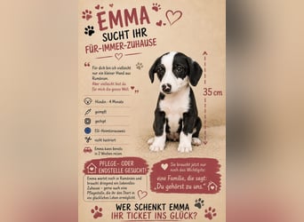 Rasselbande sucht ein Zuhause