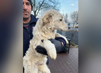 Hübscher Schatz sucht sein Glück