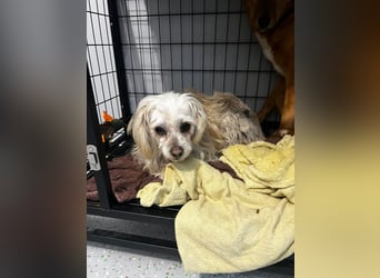 Kleine Maus sucht ihr Glück