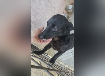 Nera sitzt noch in der Tötung