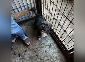 Dringend! MOMO sucht ein Zuhause