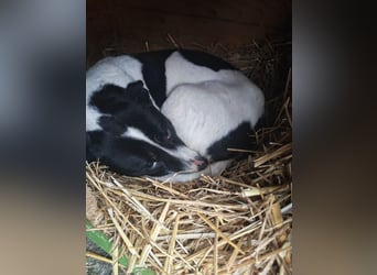 Süße Maus sucht ihr Glück