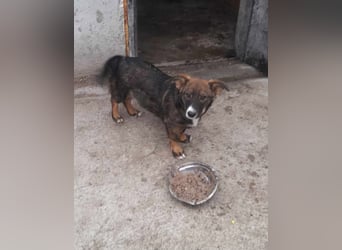 Kleine Mary sucht ihr Glück