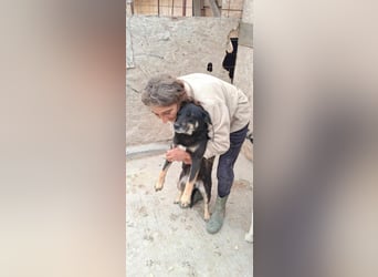 Kleine Maus wartet noch immer auf eine Chance