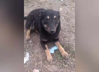 Kleine Maus wartet noch immer auf eine Chance