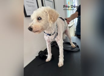 Fénix auf Pflegestelle in Langenbrand