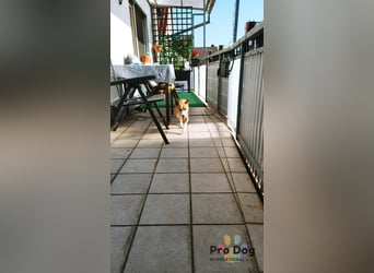 Vincent - Jackpot auf vier Pfoten