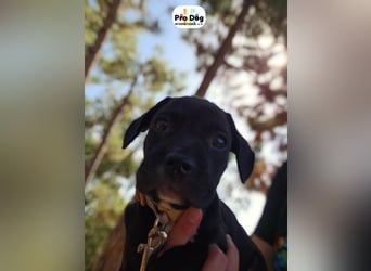 Hundebaby Sharik
