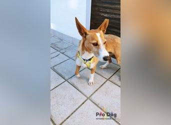 Vincent - Jackpot auf vier Pfoten