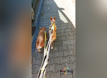 Vincent - Jackpot auf vier Pfoten